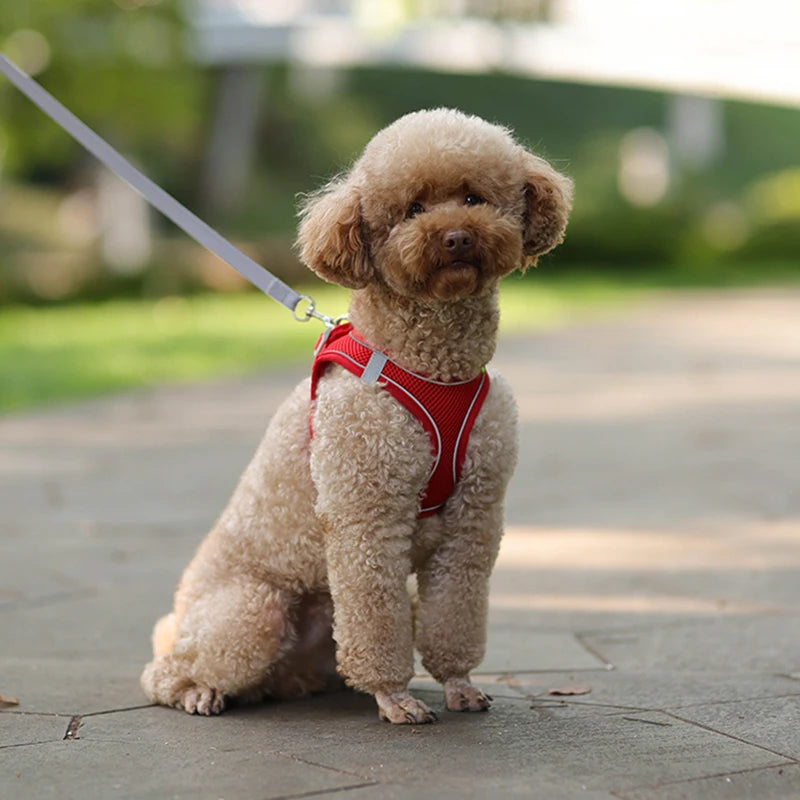 Guia Colete para Cachorros